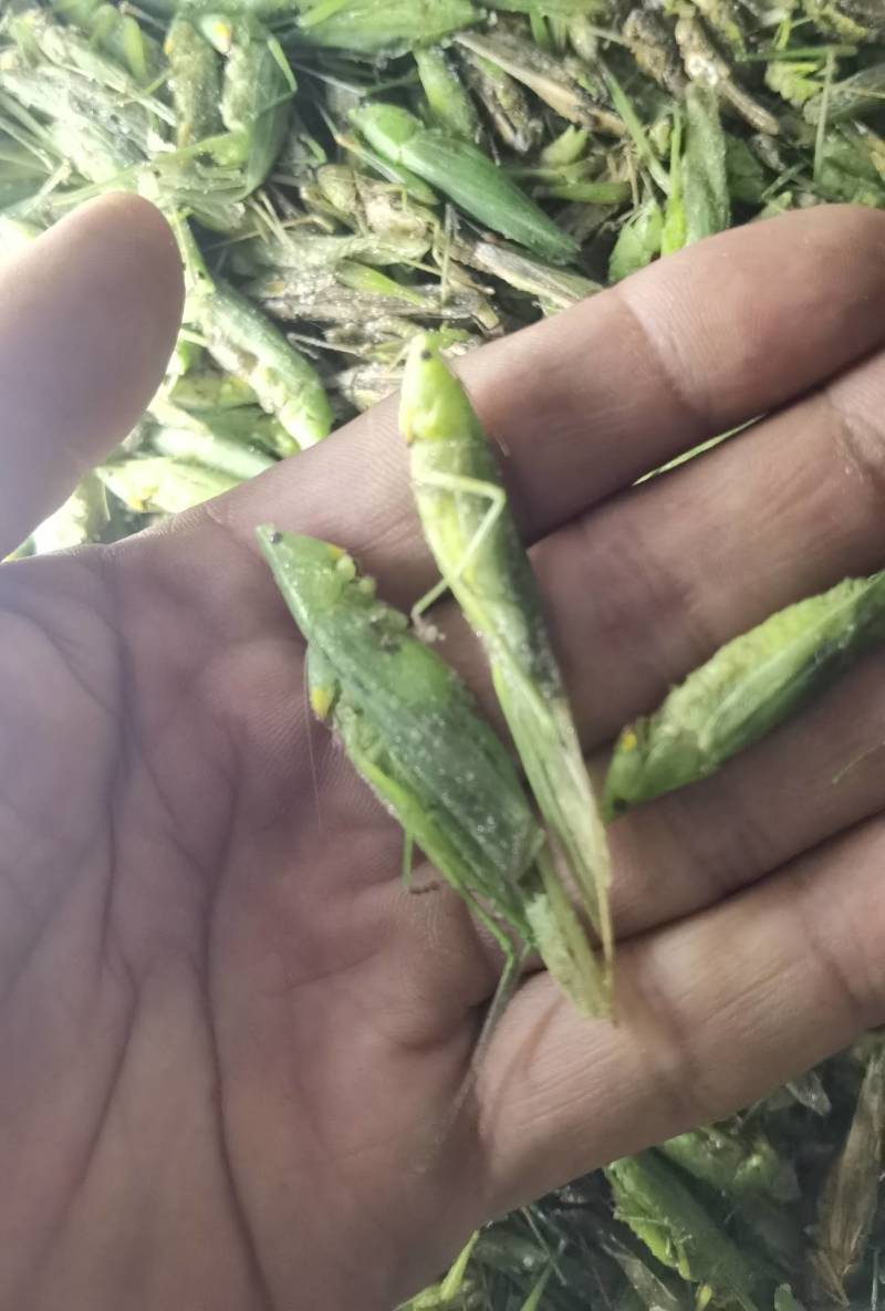 禾虾，油蚂蚱，新货，颜色碧绿。单冻