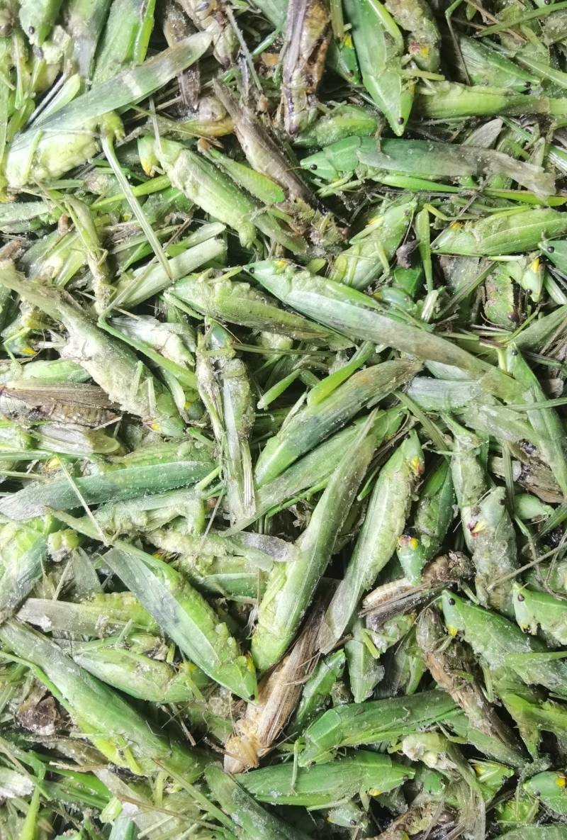 禾虾，油蚂蚱，新货，颜色碧绿。单冻