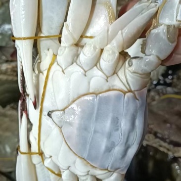 舟山红膏蟹