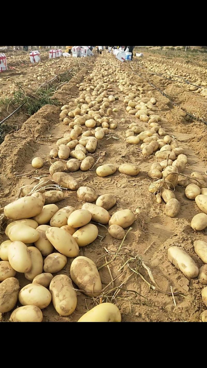 土豆繁育基地，荷兰806.荷兰十五，尤金885.等等
