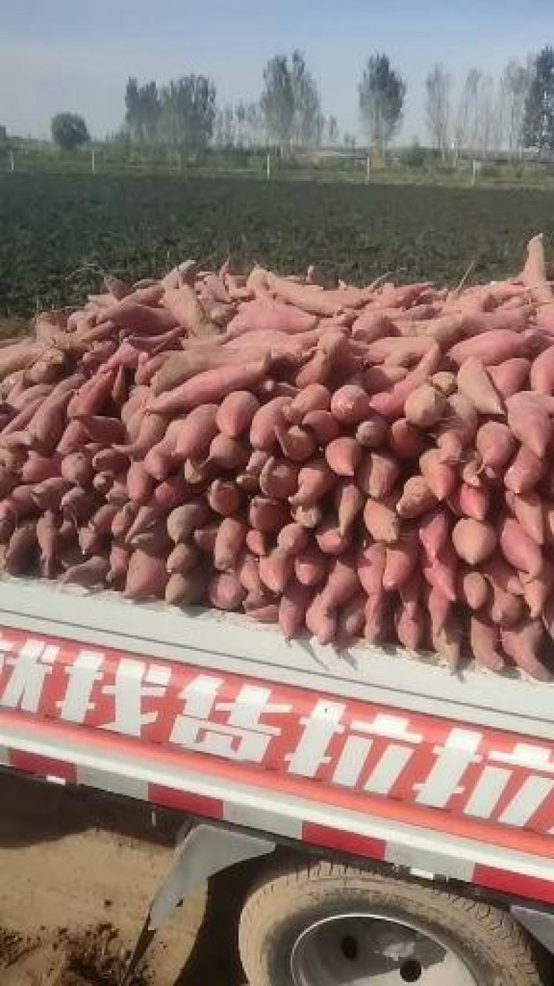 沙土地的西瓜红