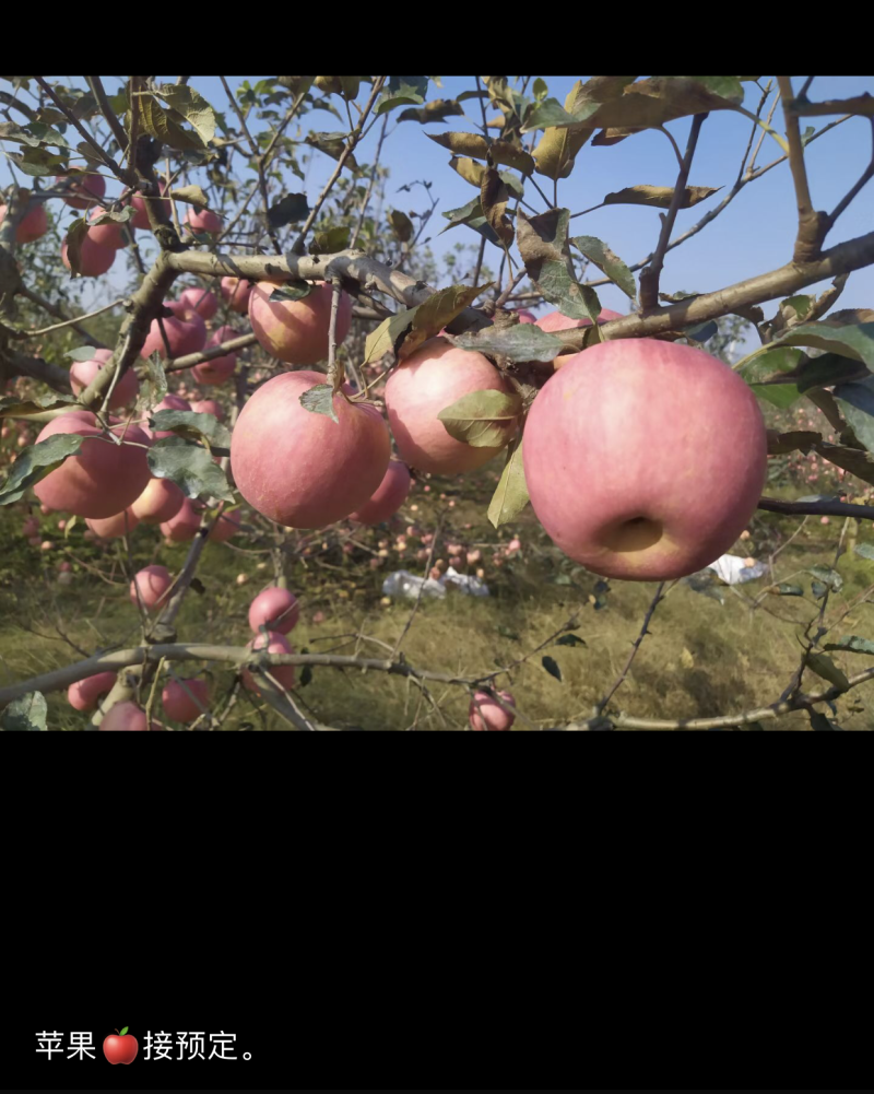 大连普兰店寒富苹果