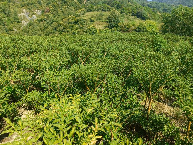 花魔芋，有五六十亩，已经开始华苗了，可以采挖了……