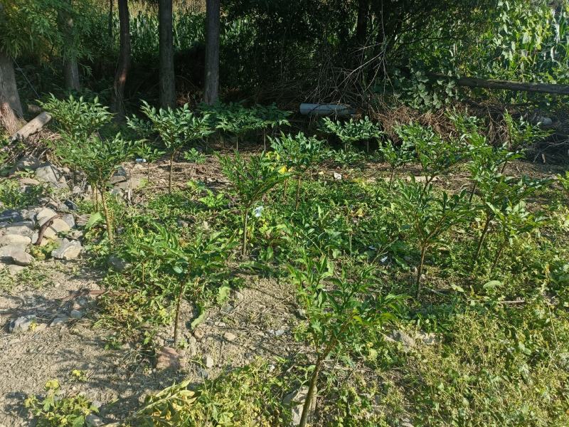 花魔芋，有五六十亩，已经开始华苗了，可以采挖了……