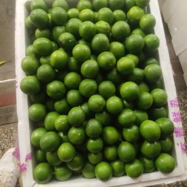 有籽土柠檬