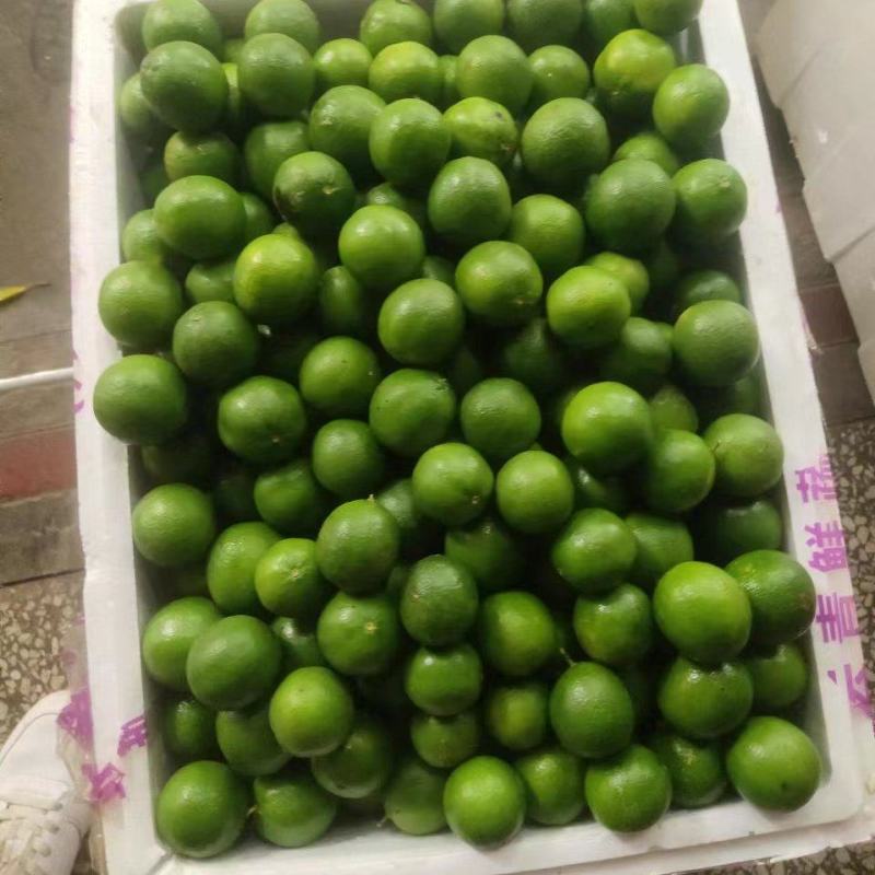 有籽土柠檬
