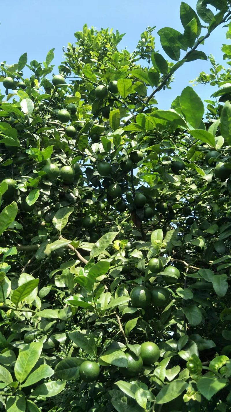 有籽土柠檬
