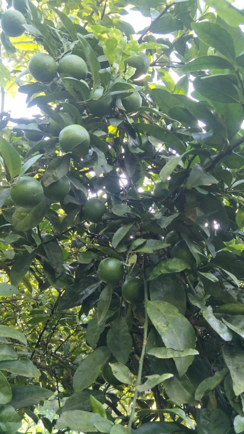 有籽土柠檬