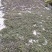 山乌桕果