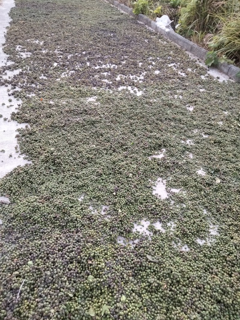 山乌桕果