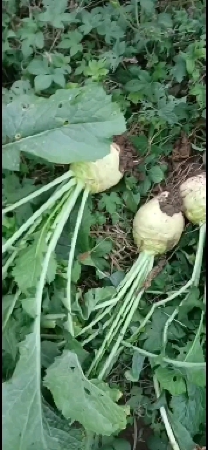 优质芥菜头，光头芥菜，地头直发，无黑心，烂心，支持水洗