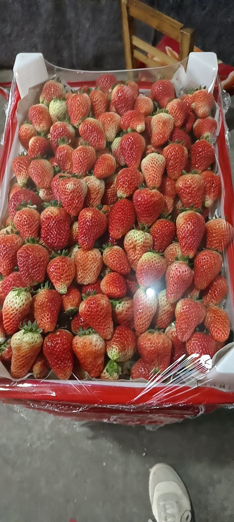 安徽天仙醉草莓，在徐州叫妙香，11月中旬大量上市，代办