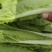 【快菜】江苏精品快菜万亩基地常年供应品质保证