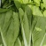 【快菜】江苏精品快菜万亩基地常年供应品质保证