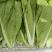 【快菜】江苏精品快菜万亩基地常年供应品质保证
