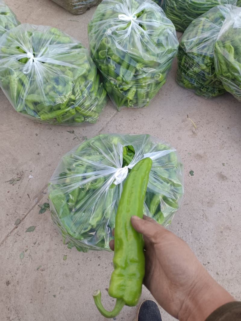 黄皮椒线椒泡椒