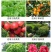 进口植物防冻液抗冻液防冻剂草莓果树蔬菜苗木花卉抗寒解冻