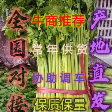 精品西芹大量上市全国对接，常年供货。协助调车，保质保量