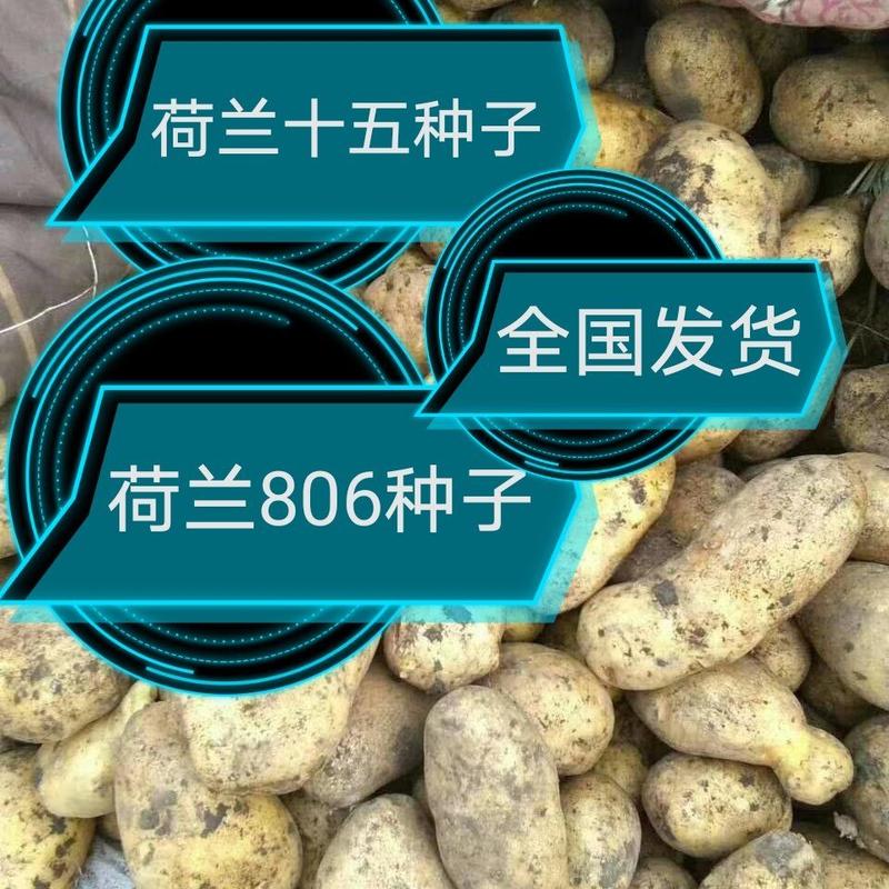 土豆繁育基地，荷兰806.荷兰十五，尤金885.等等