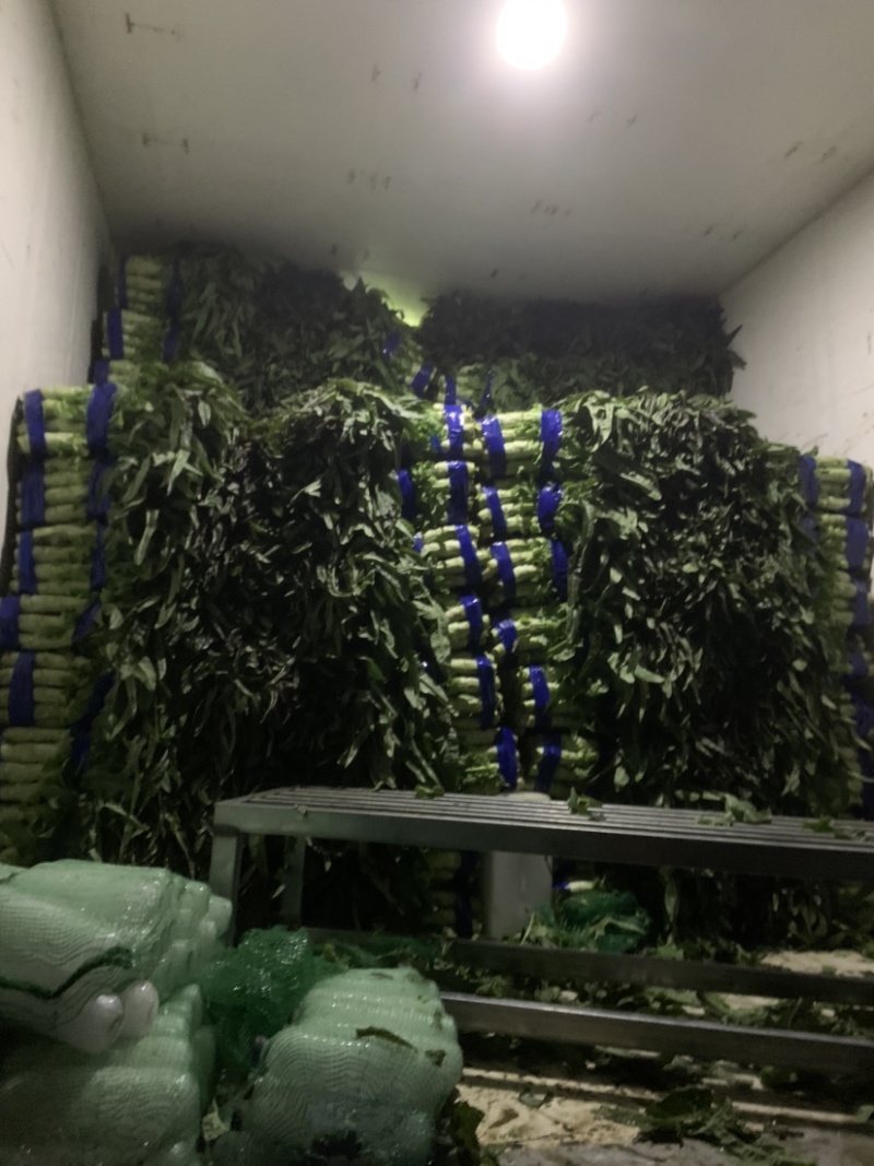 山东红叶莴笋田间加工质量好价格低商超品质