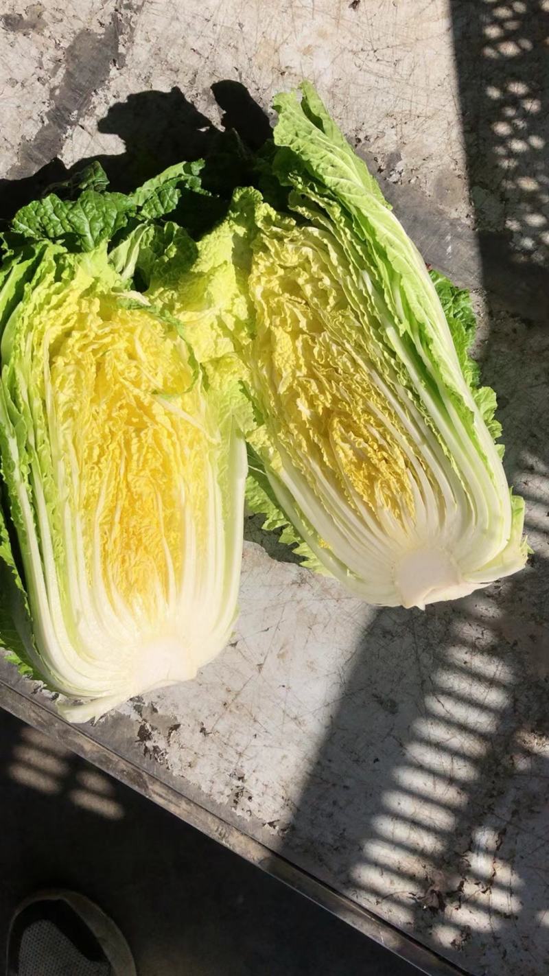 精品黄心大白菜供市场超市平台
