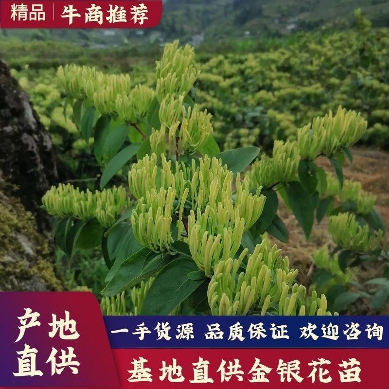 湘蕾金银花苗，原产地直发，规格齐全现挖现发，成活率有保障