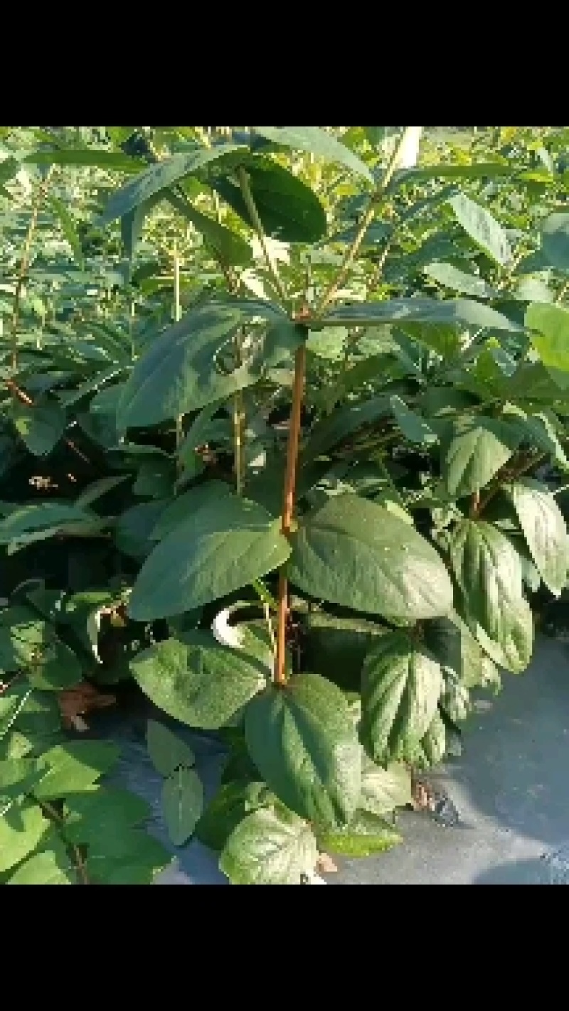 湘蕾金银花苗，原产地直发，规格齐全现挖现发，成活率有保障