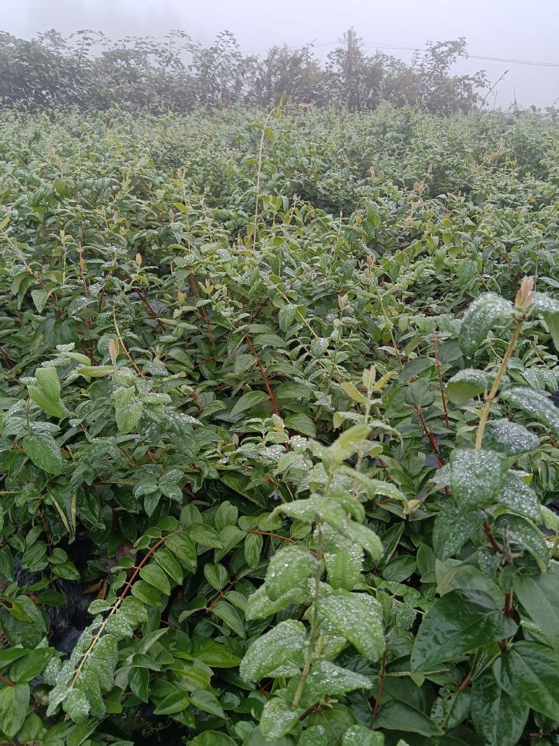 湘蕾金银花苗，原产地直发，规格齐全现挖现发，成活率有保障