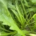 荠菜
