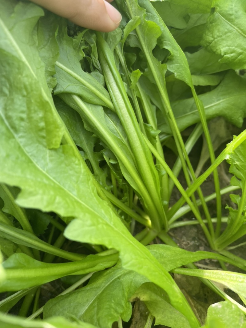 荠菜