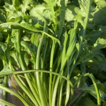 荠菜