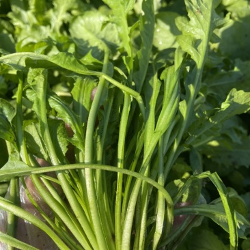 荠菜