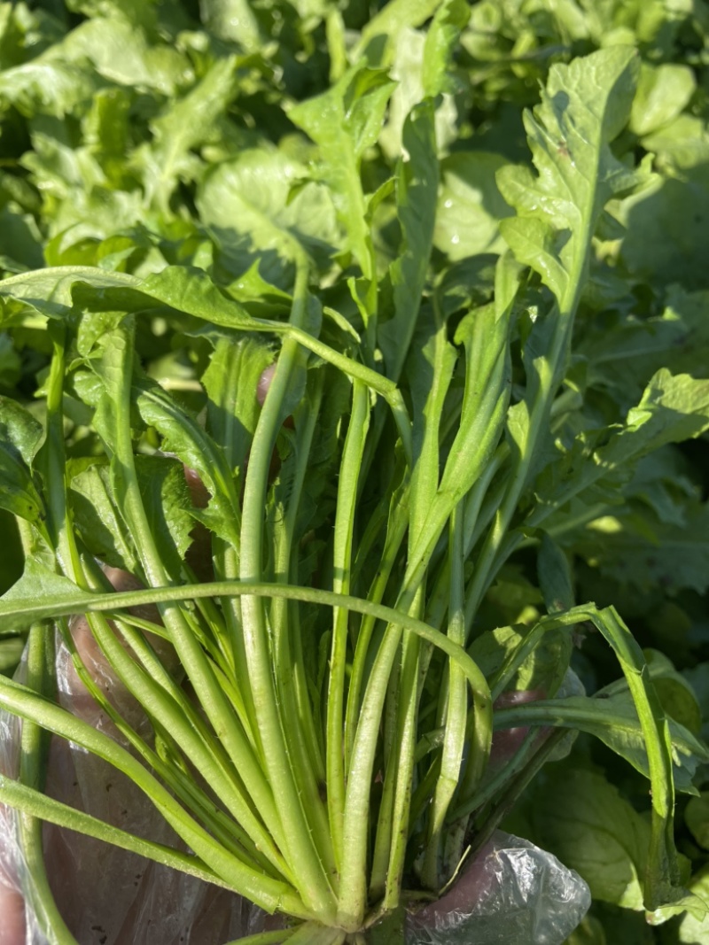 荠菜