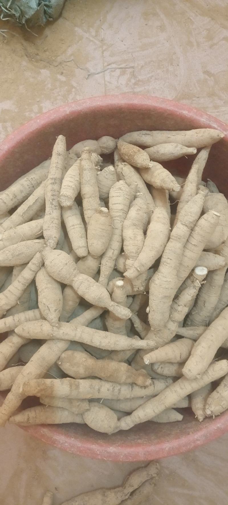 十年老身货最后几批货，圆牛多多。