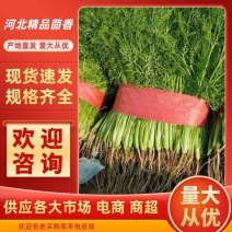 【精品】茴香河北茴香产地直发一手货源价低欢迎咨询