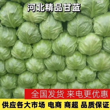 【精品】冷棚宣甘蓝大量上市.质量优.价格低，产地直发。