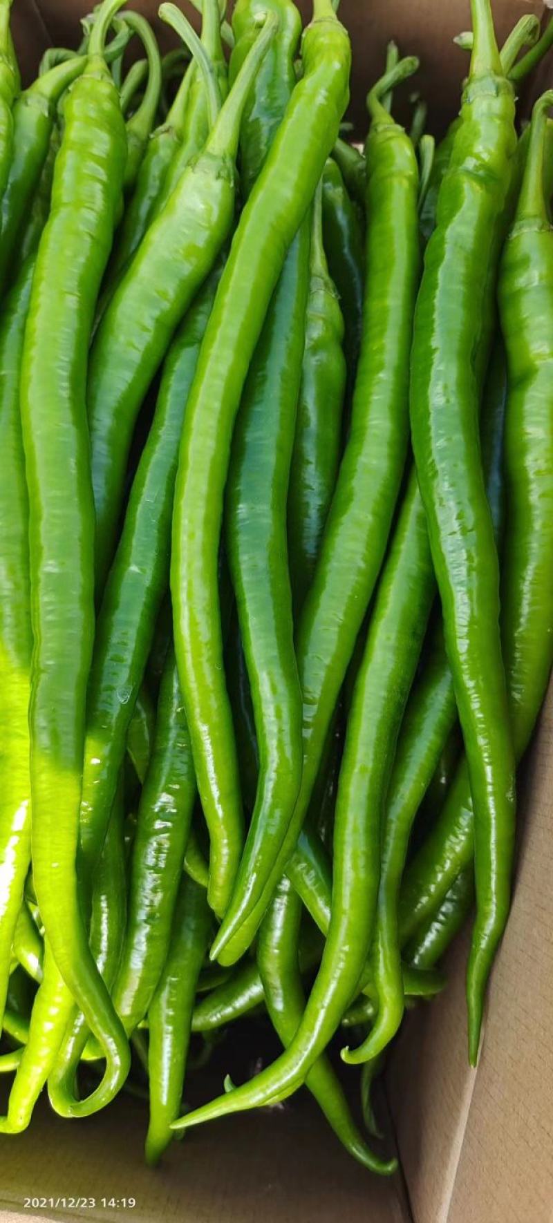 随行就市电议青线椒二荆条辣椒青线椒蔬菜勐龙尖椒羊角椒鲜线