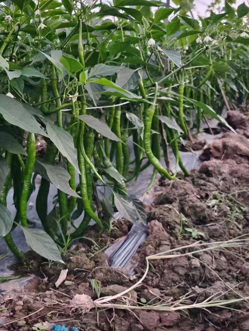 随行就市电议青线椒二荆条辣椒青线椒蔬菜勐龙尖椒羊角椒鲜线