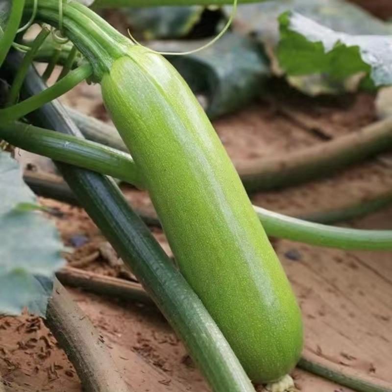 秦闽秀玉西葫芦种子农户种植户农家小院蔬菜种子