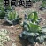 春眠甘蓝,冬性强,产量稳定,较好的抗病性及抗逆性
