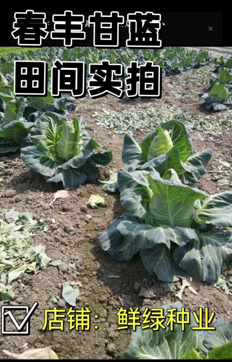 春眠甘蓝，冬性强，产量稳定，较好的抗病性及抗逆性