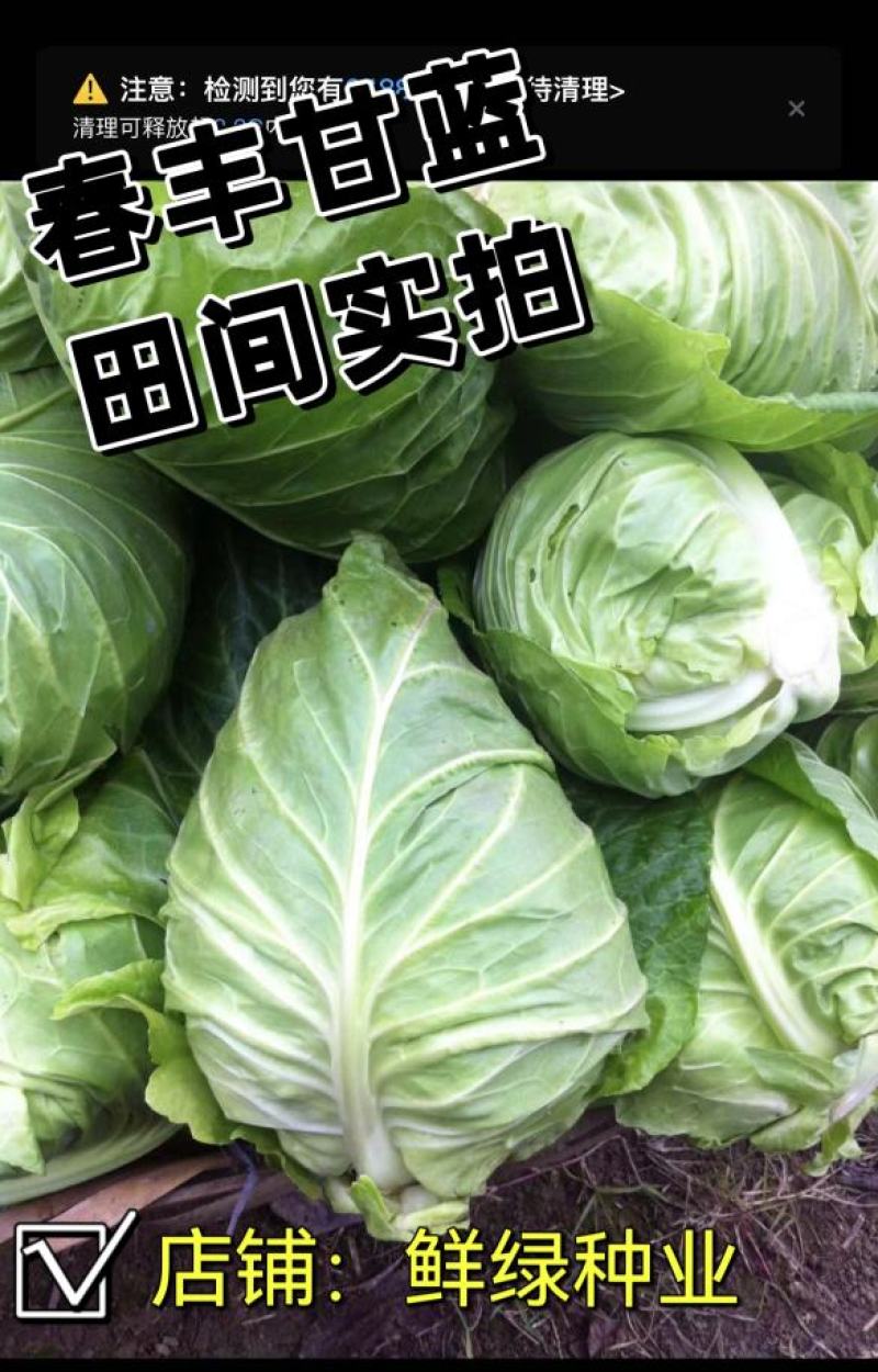 春眠甘蓝，冬性强，产量稳定，较好的抗病性及抗逆性