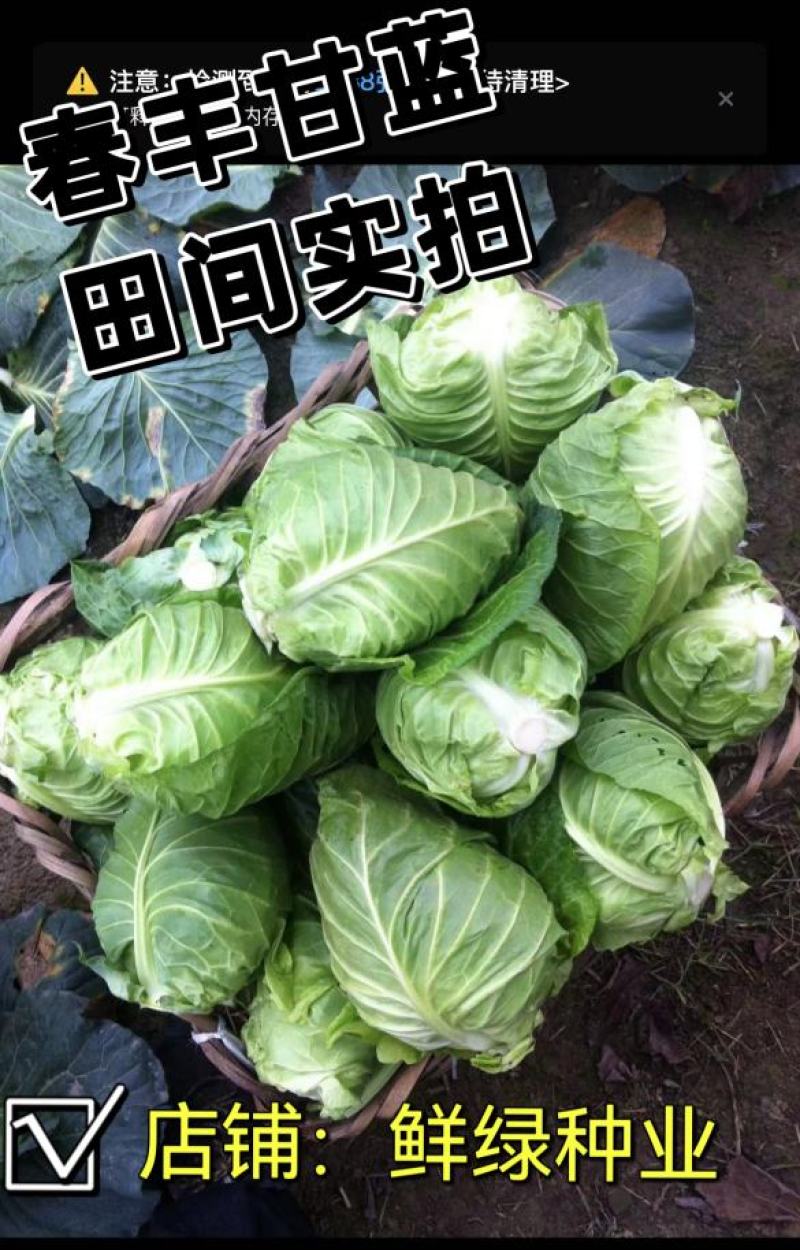 春眠甘蓝，冬性强，产量稳定，较好的抗病性及抗逆性