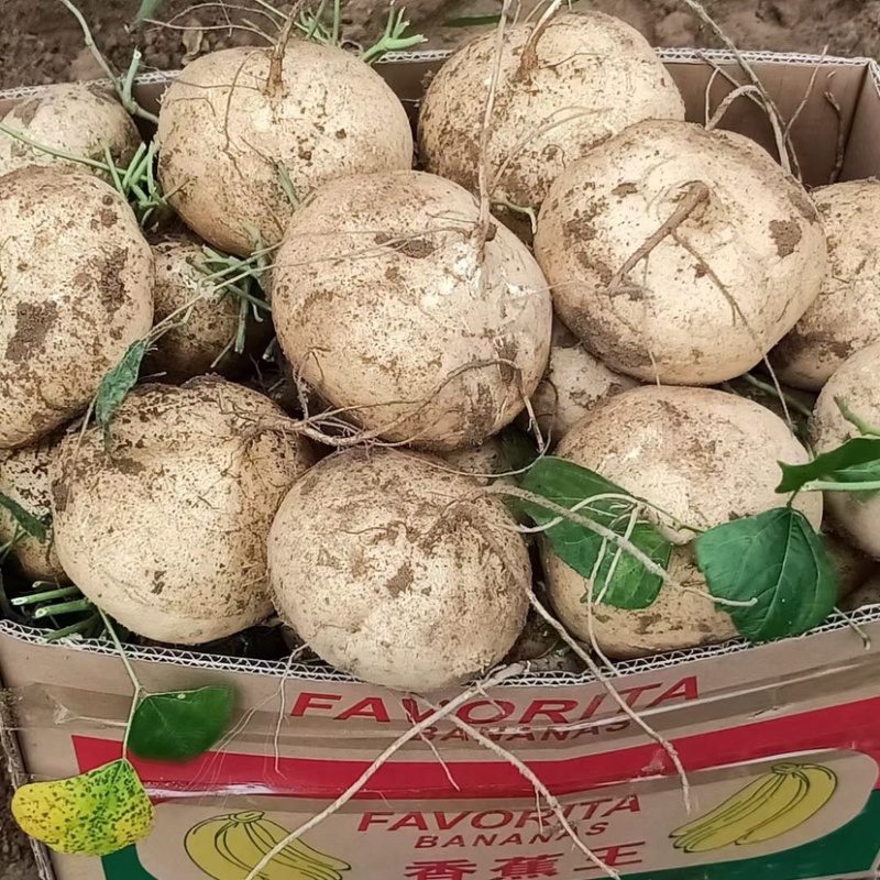 广东精品凉薯／豆薯／脆口／现挖现发