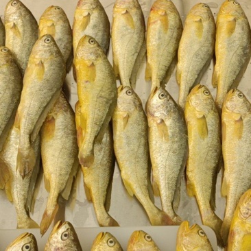 200克以上黄鱼鲞99发十条