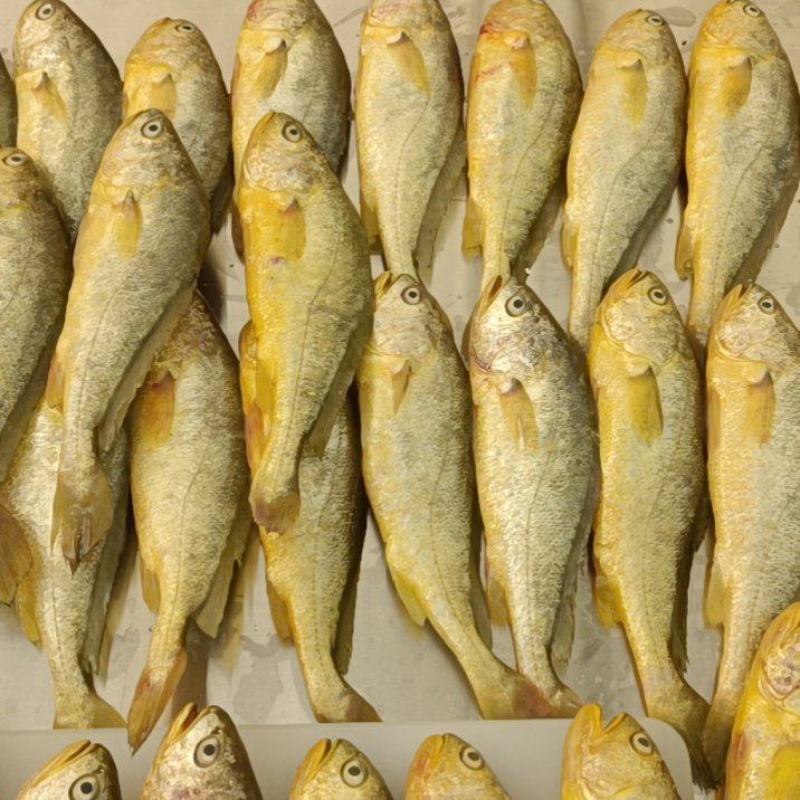 200克以上黄鱼鲞99发十条