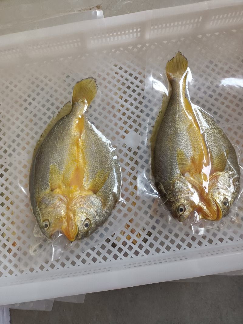 200克以上黄鱼鲞99发十条