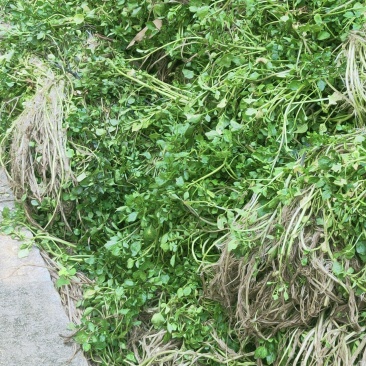 西洋菜种苗老根苗生根发芽快成活率高产量高收成快