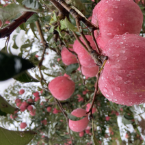 辽阳寒富苹果大量上市，无雹伤，轻微雹伤有货