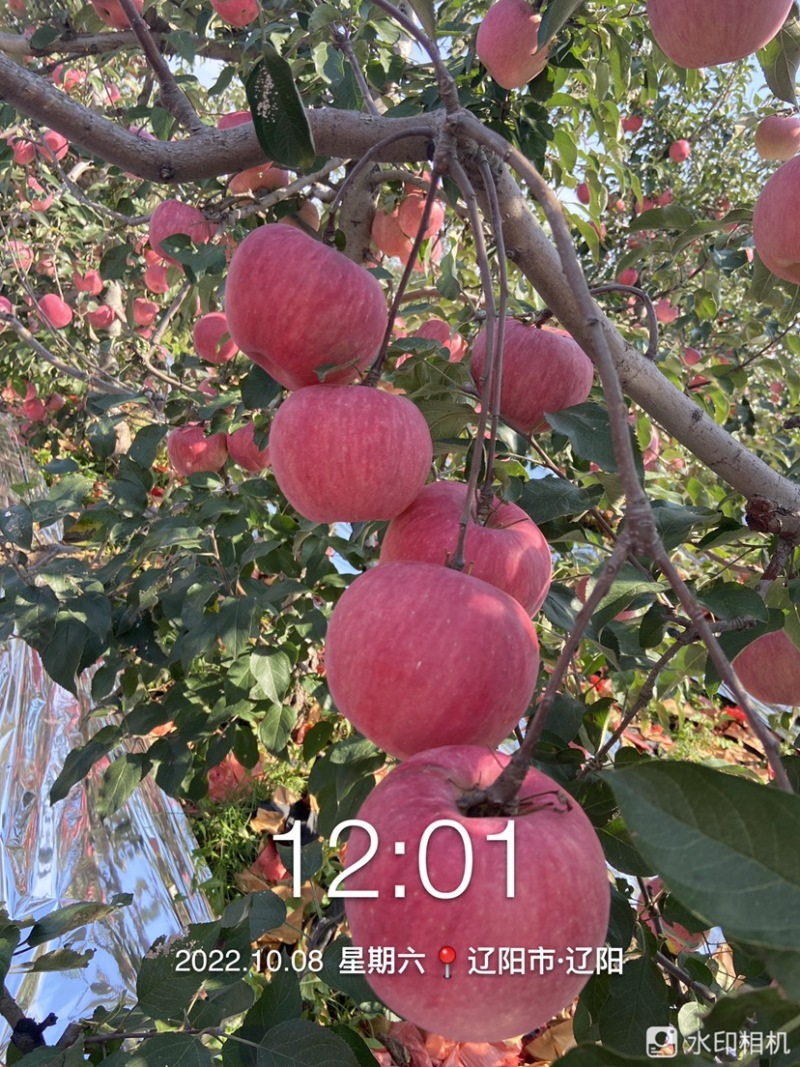 辽阳寒富苹果大量上市，寒富士，辽宁寒富苹果
